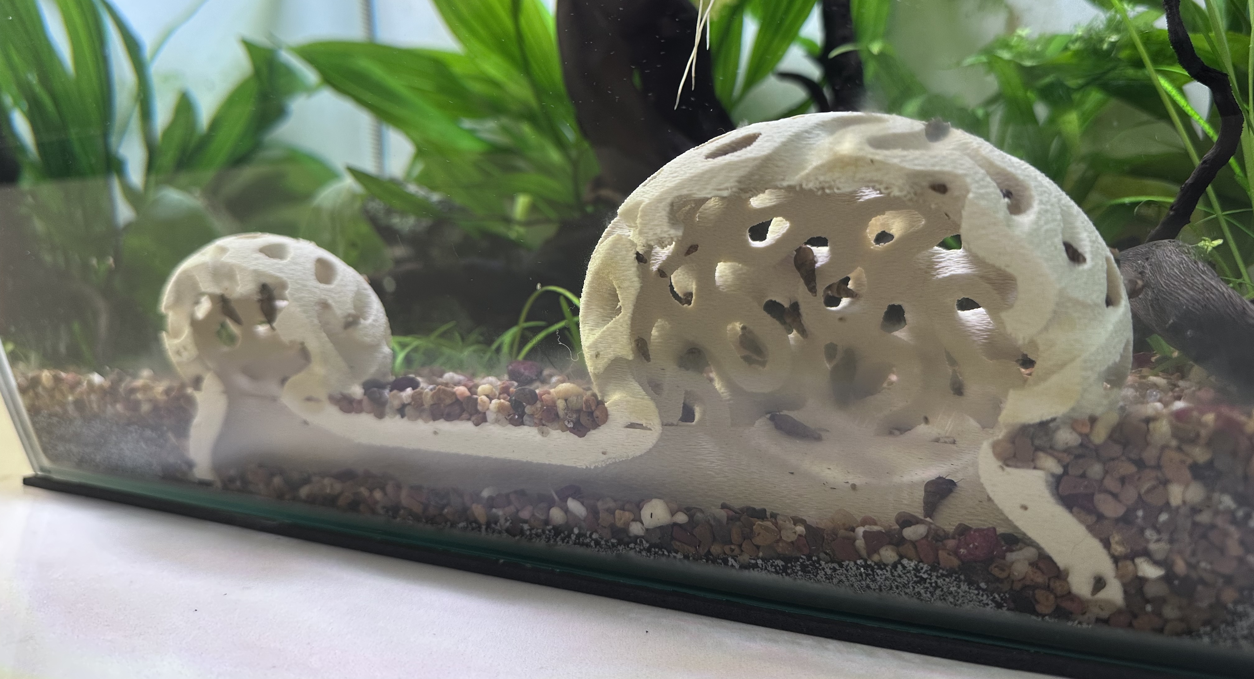 In this photo, the snails have taken over the brain coral, but trust me, the shrimp do go in there from time to time. Note the underground tunnel giving invertebrates safe passage between the two corals.